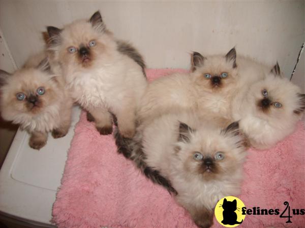 Himalayan Kittens in Illinois