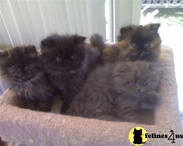 Kittens for Sale in Colorado