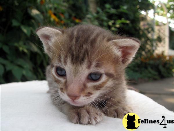 Savannah Kittens