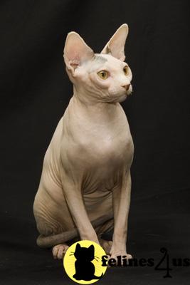 Nudistcamp Sphynx Cattery of Washington State