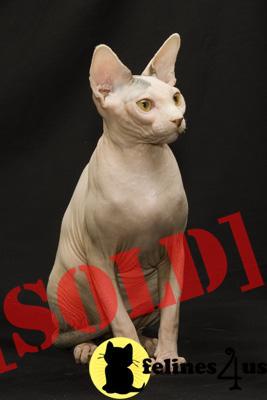 Sphynx Cats For Sale In Washington State Sphynx Cats For Sale In Washington State