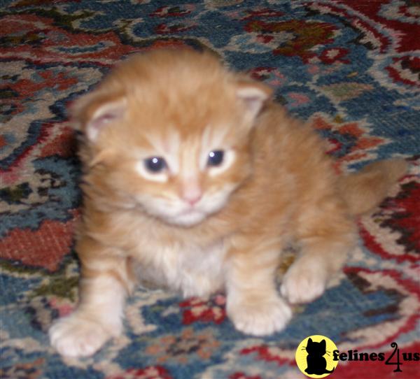 maine coon cat. Maine Coon Kittens in