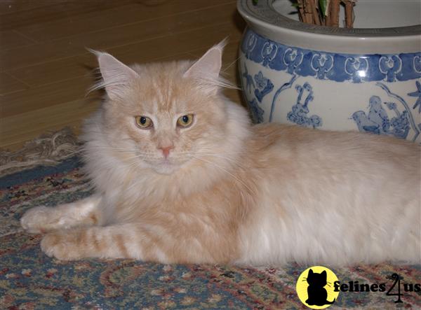 Cats for Sale