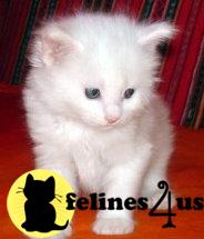 Maine Coon Kittens