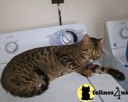 Adult male bengal