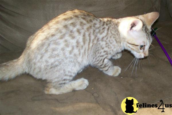 Bengal Kittens in Kentucky