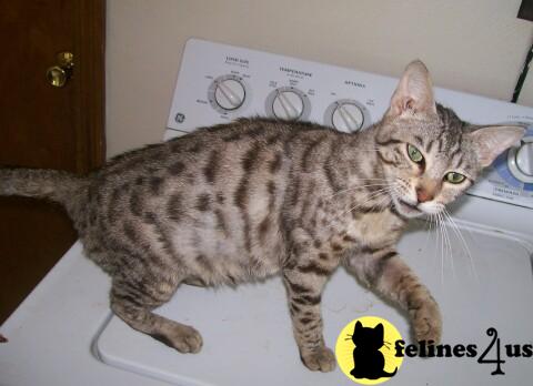 Silver  bengal female