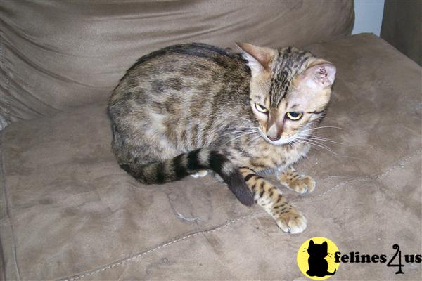 Rosetted bengal girl