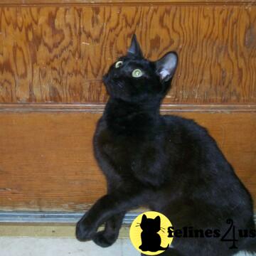 Melanistic bengal available