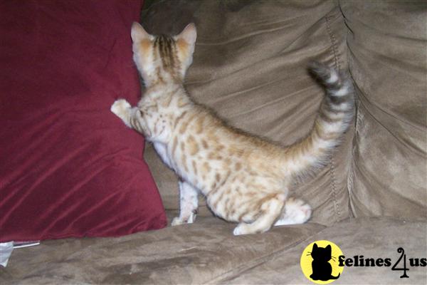 Bengal Kittens in Kentucky