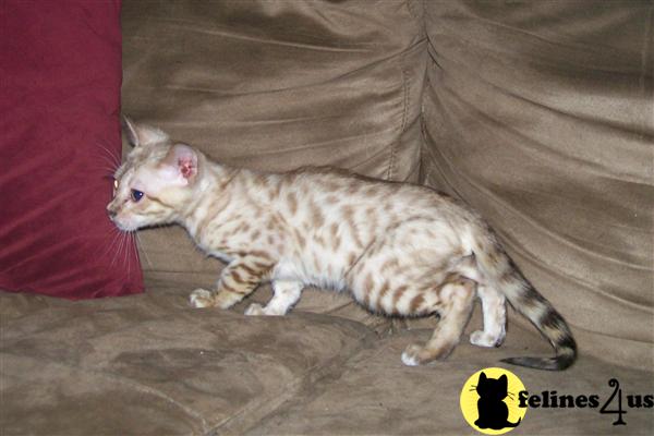 Bengal Kittens in Kentucky
