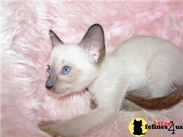 Siamese Kittens