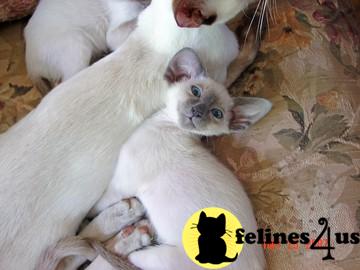 Kittens for Sale in Massachusetts