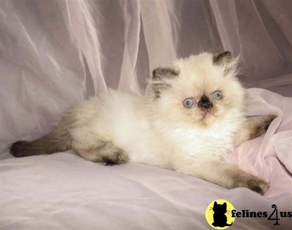 Himalayan Kittens