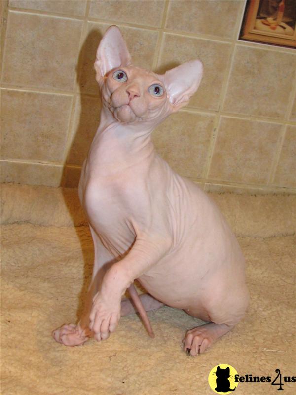 Sphynx kittens available