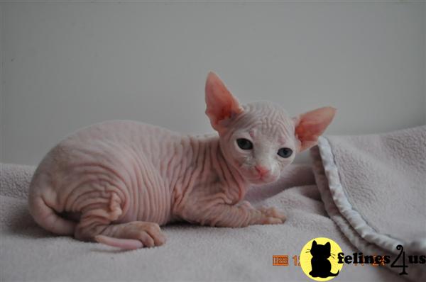 Sphynx Kittens