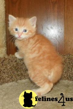 American Bobtail Kittens