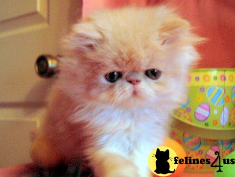 Kittens for Sale