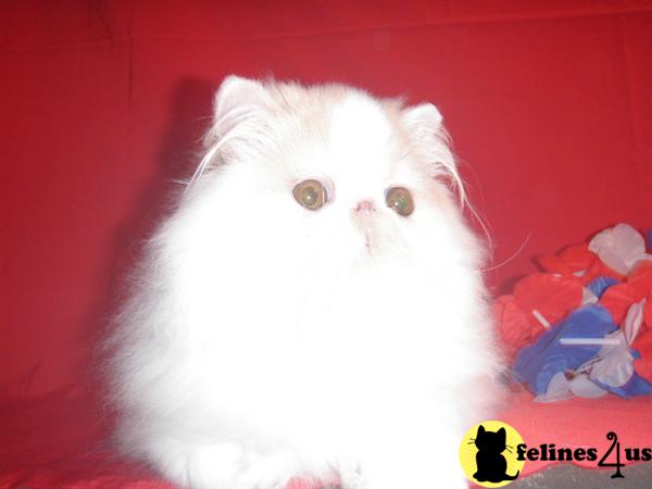 Persian Kittens