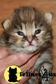 F1 Savannah Kittens Available
