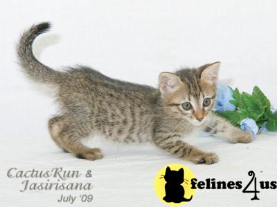 Savannah Kittens