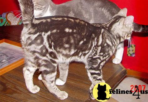 Silver Marble Bengal Boy