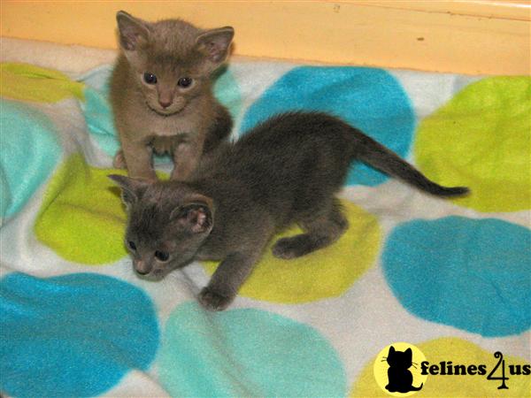 Siamese Kittens