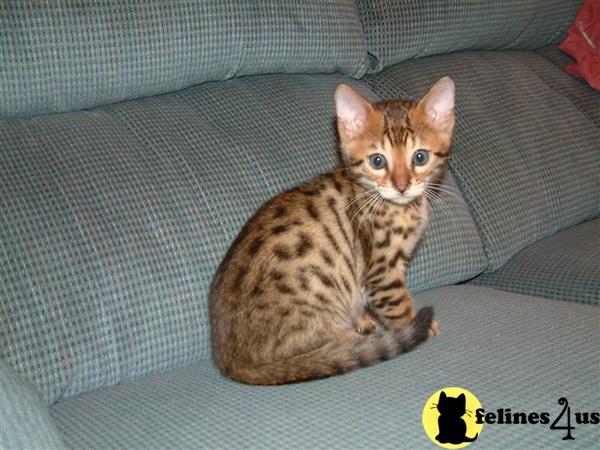 Bengal Kittens in Massachusetts