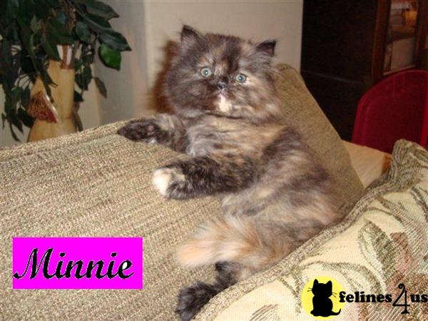 Kittens for Sale in Florida