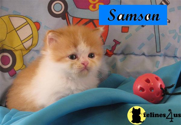Kittens for Sale in Florida