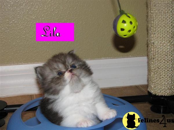 Kittens for Sale in Florida