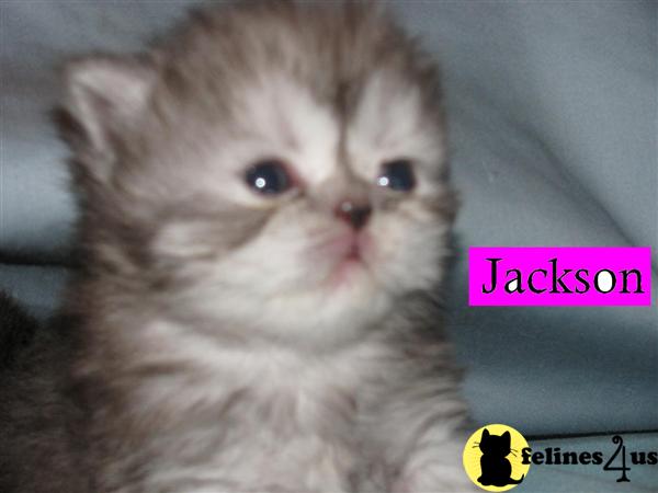 Kittens for Sale in Florida