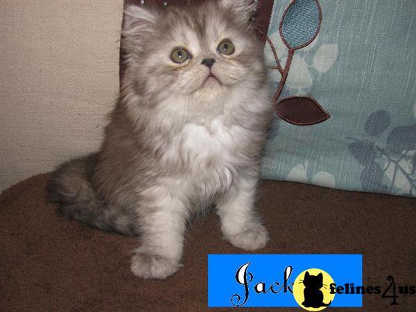 Kittens for Sale in Florida