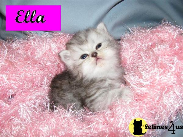 Kittens for Sale in Florida