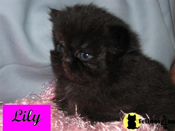 Kittens for Sale in Florida