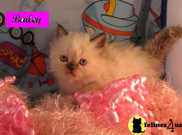 CFA Himalayan Persian Kittens in Florida