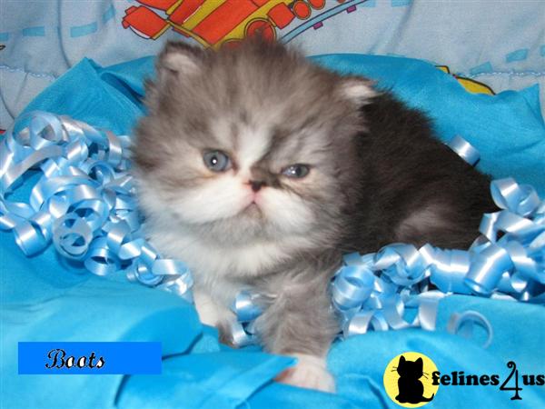 Kittens for Sale in Florida