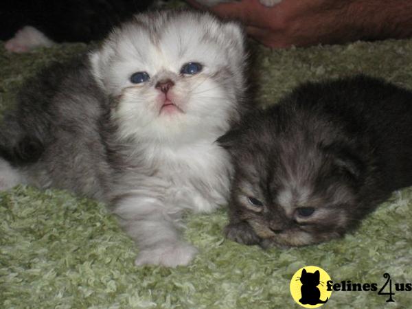 Kittens for Sale in Florida