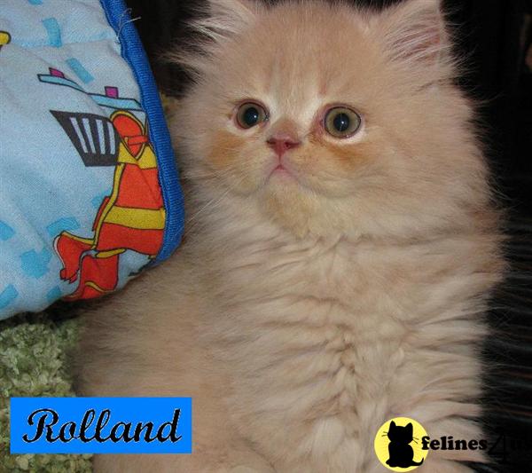 Kittens for Sale in Florida