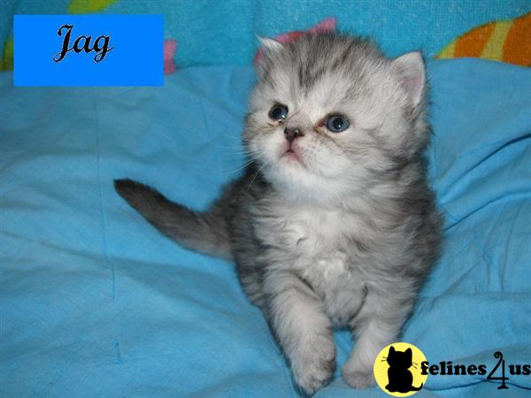4 CFA persians ready for thier new home now. 