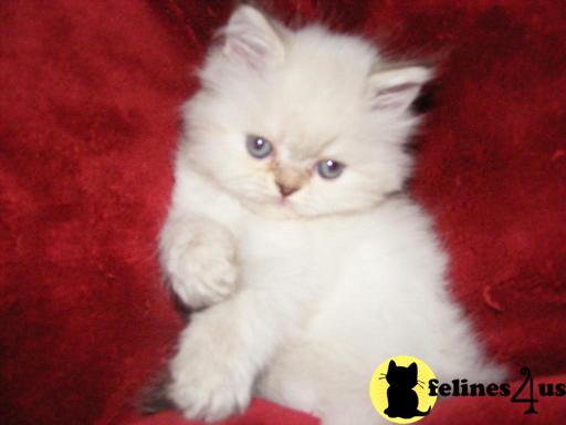Kittens for Sale in Florida