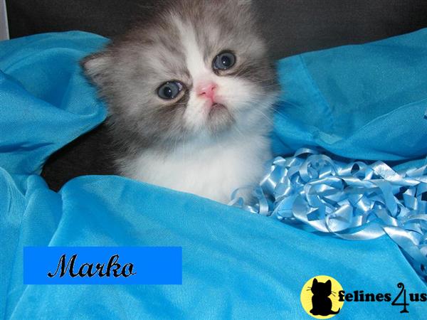 CFA Doll Face Persian Kittens in Florida and NC