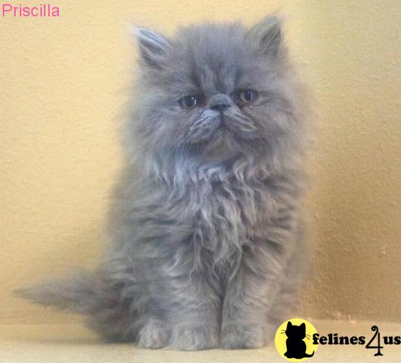 Kittens for Sale in Florida