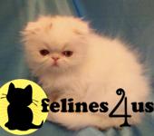Scottish Fold Kittens