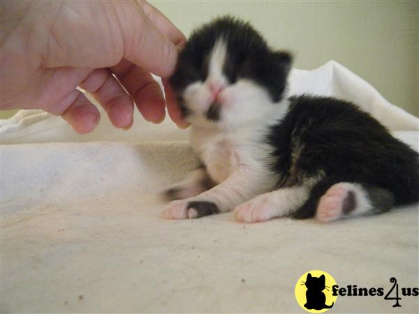 Gorgeous Longhair Scottish Fold Kittens 
