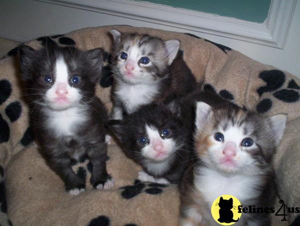 Kittens Norwegian Forest