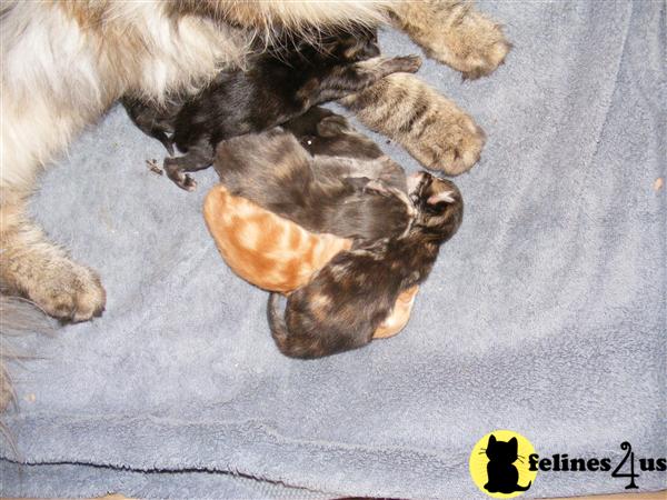 Norwegian Forest Cat Kittens
