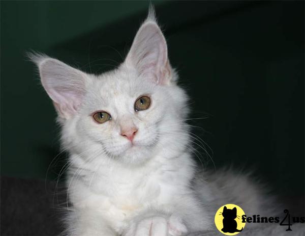 Maine Coon Kittens