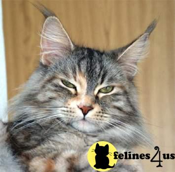 Maine Coon Kittens