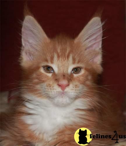 Maine Coon Kittens